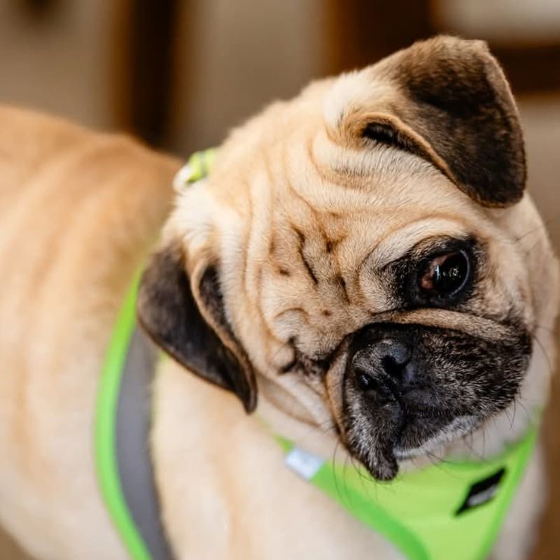 Pug