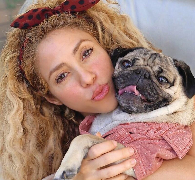 Pug