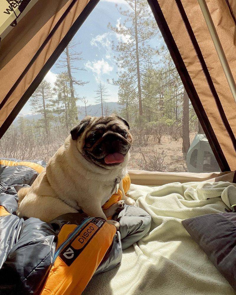 Pug