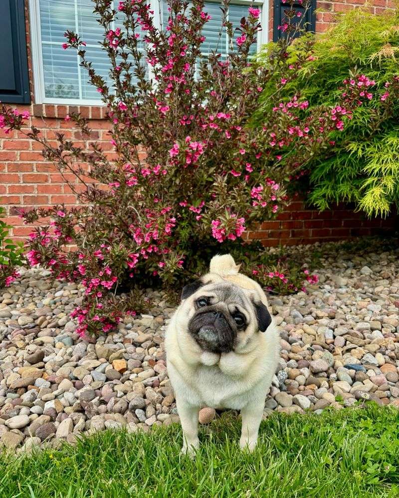 Pug