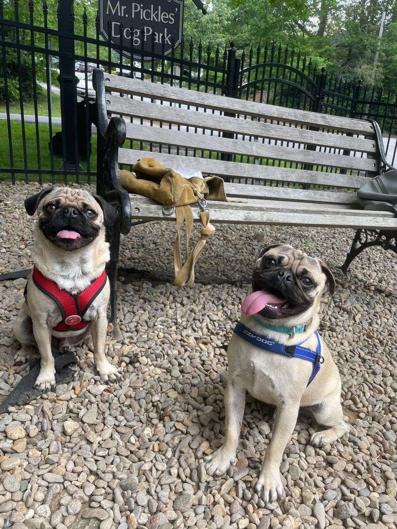 Pug