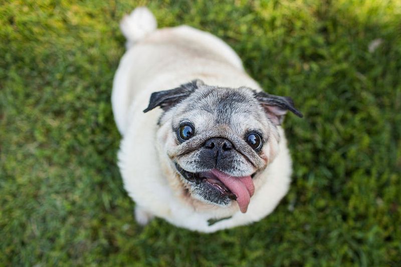 Pug