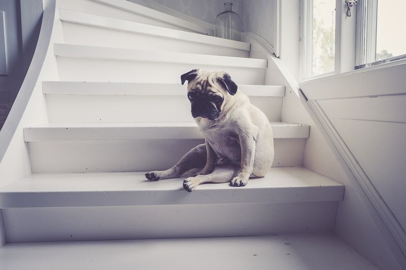 Pug