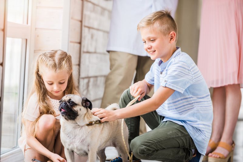 Pug