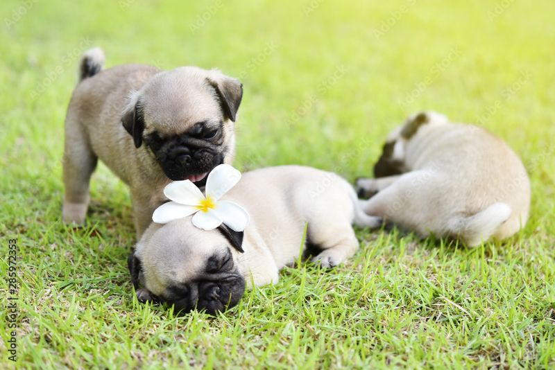 Pug