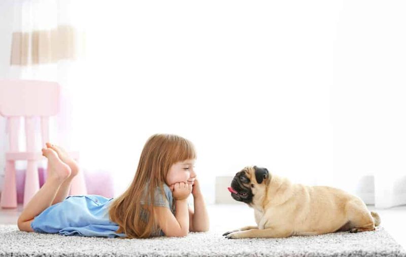 Pug