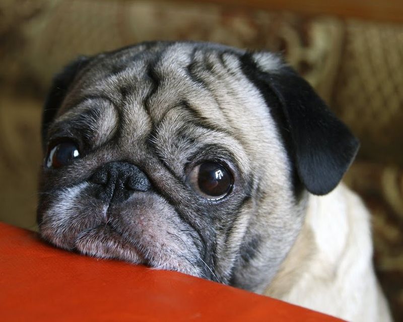 Pug