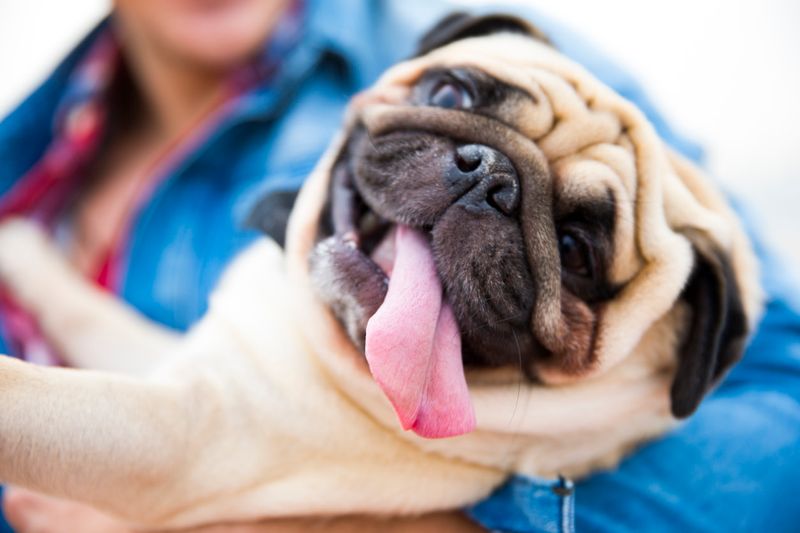 Pug