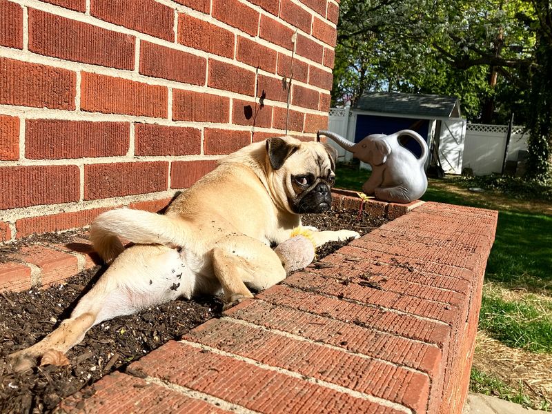 Pug