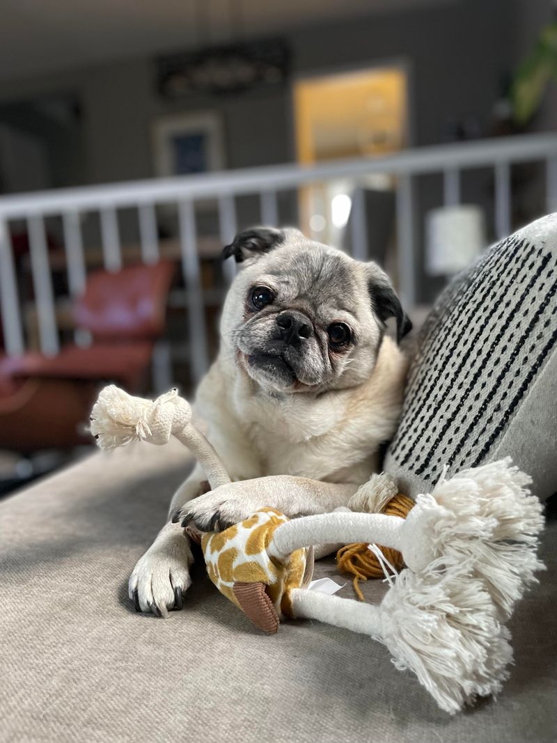 Pug