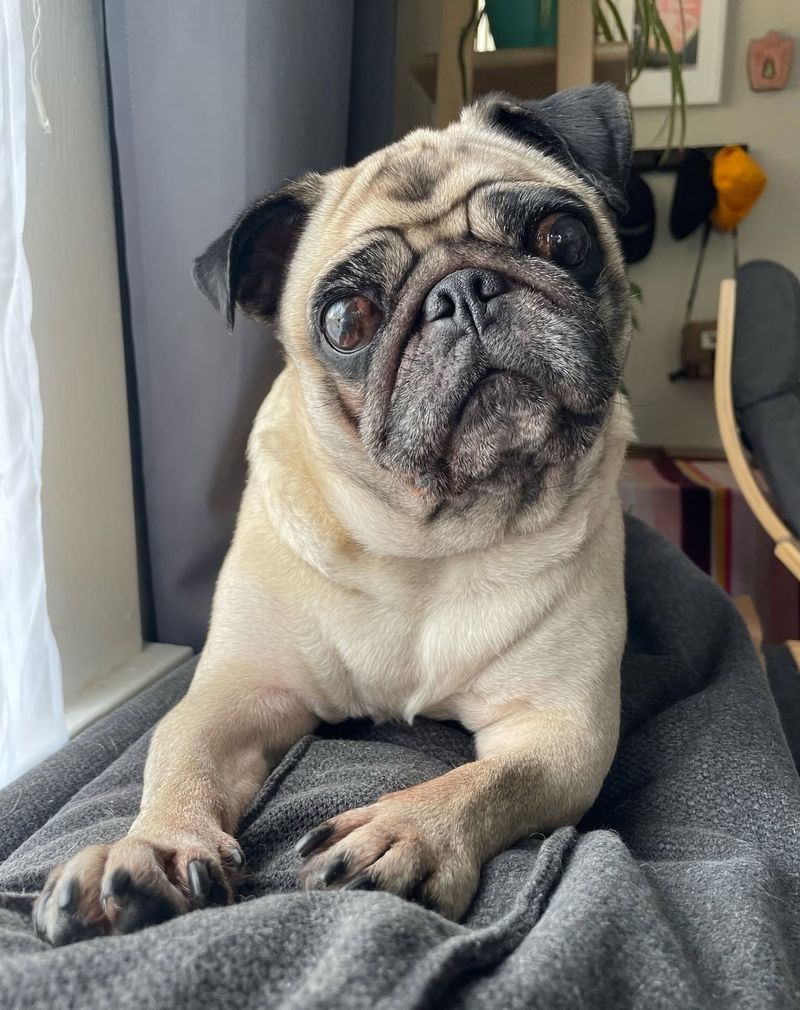 Pug