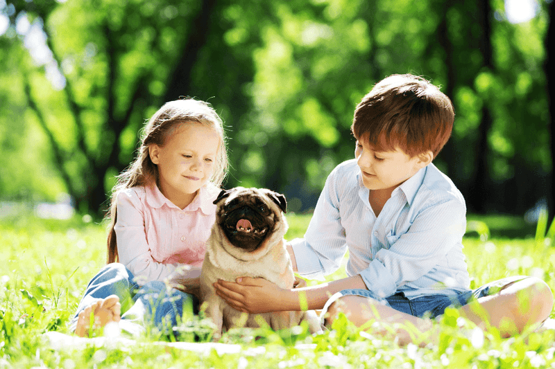 Pug