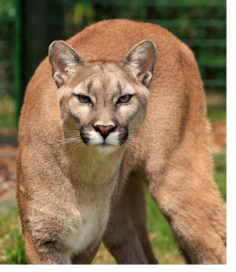 Puma