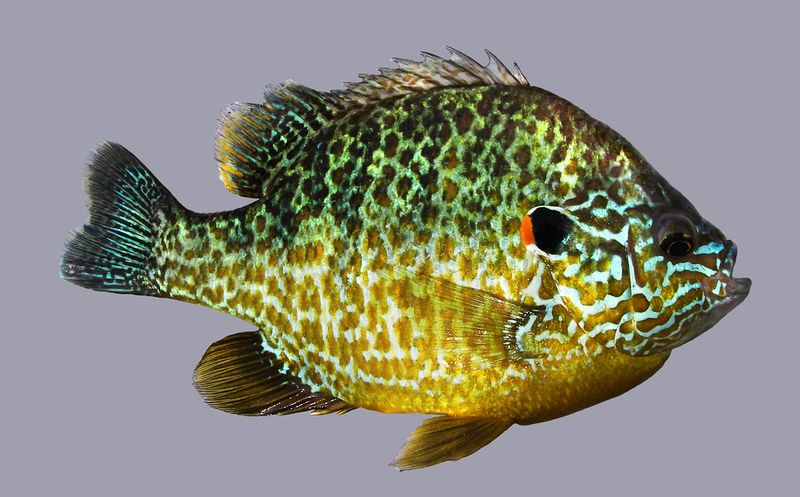 Pumpkinseed Sunfish