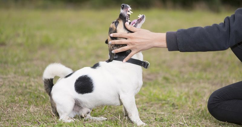 Punishing Growling