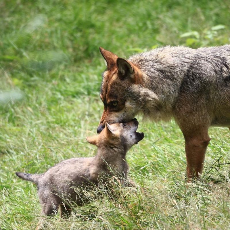 Puppyhood Adventures