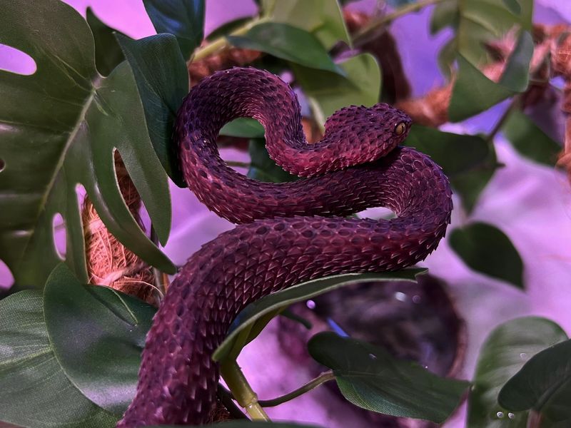Purple Bush Viper