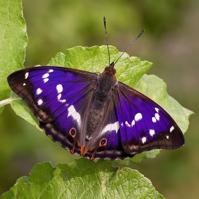 Purple Emperor Butterfly