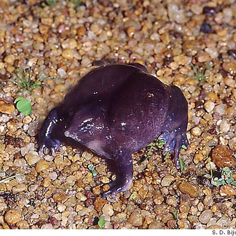 Purple Frog