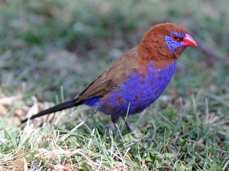 Purple Grenadier Finch