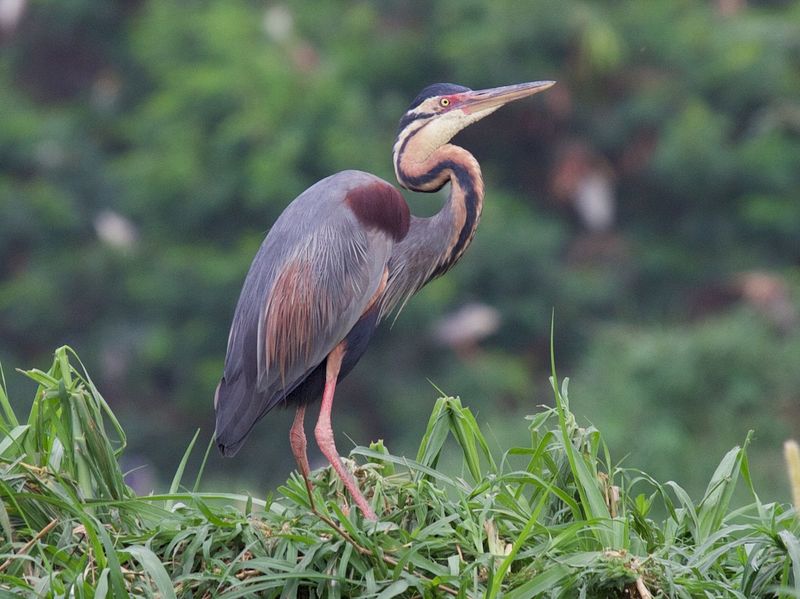 Purple Heron