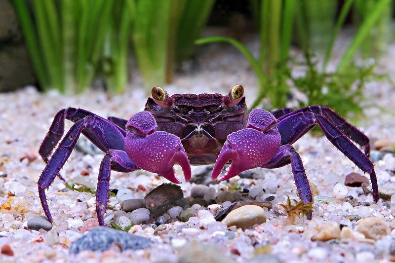 Purple King Crab