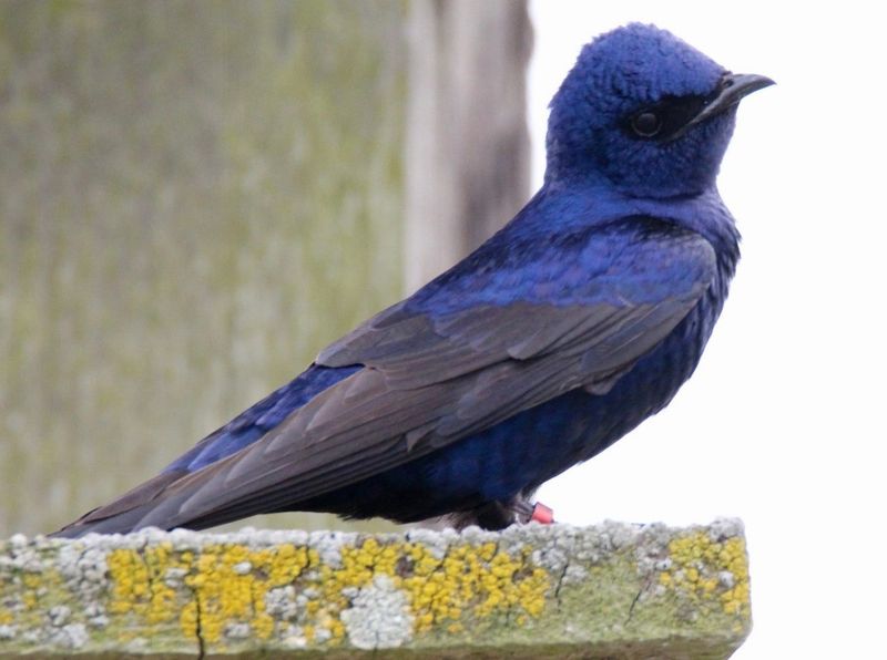 Purple Martin