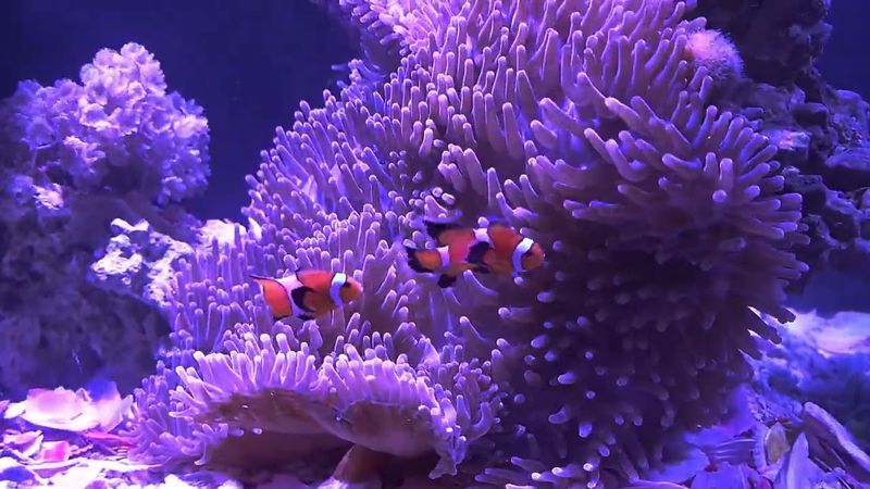 Purple Sea Anemone