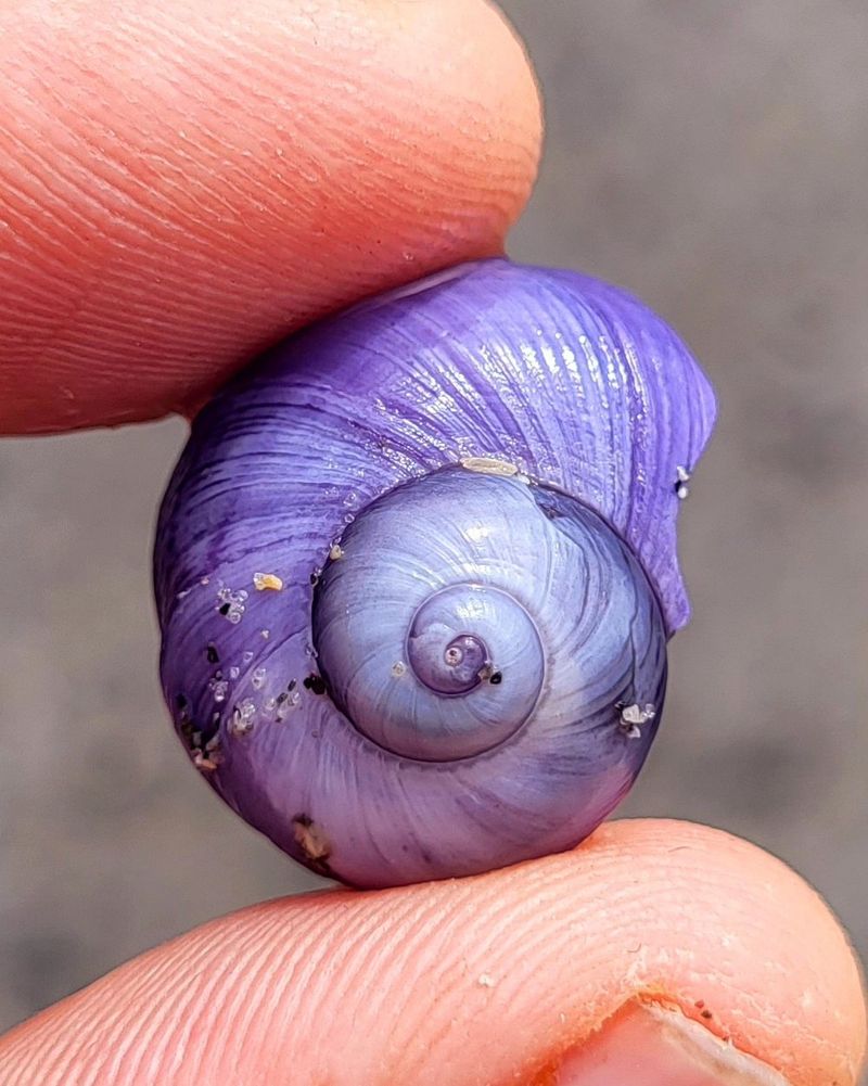 Purple Sea Snail