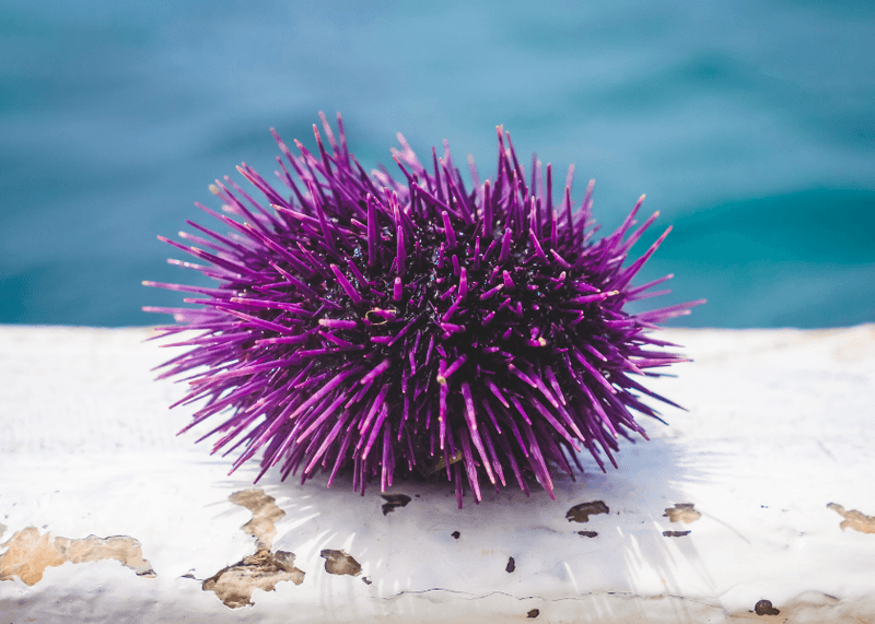 Purple Sea Urchin