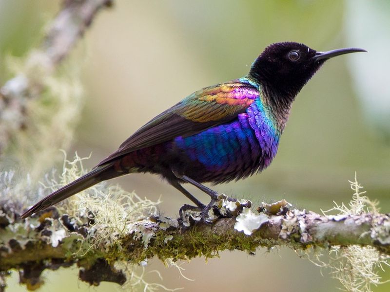 Purple Sunbird