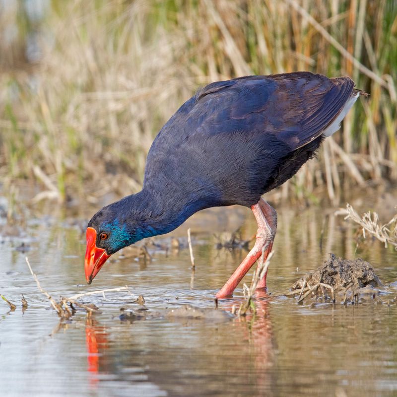 Purple Swamphen