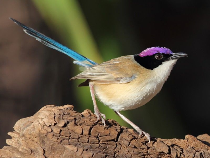 Purple-crowned Fairy