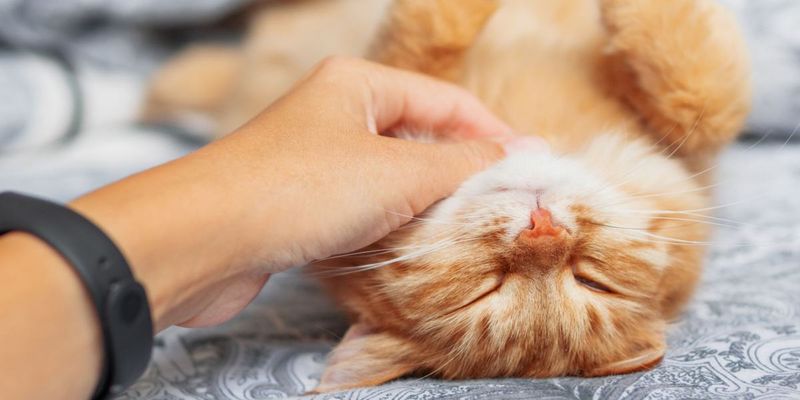Purring