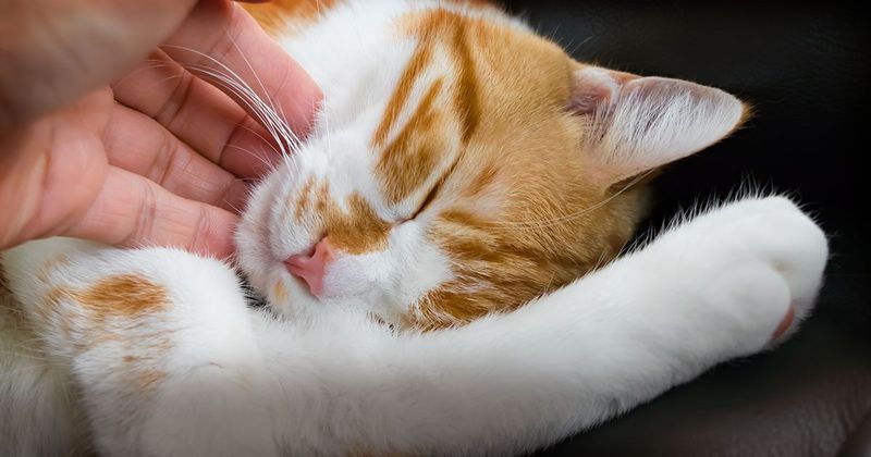 Purring