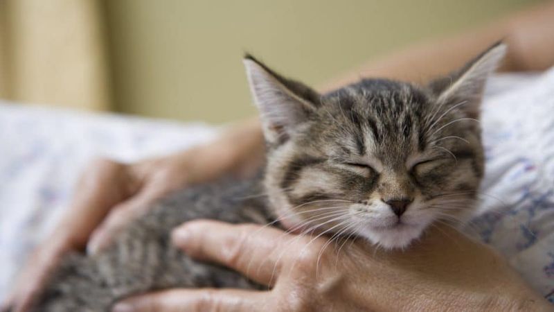 Purring Isn't Just for Happiness