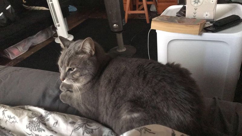 Purring More Often