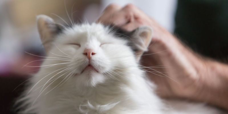 Purring: More Than Contentment