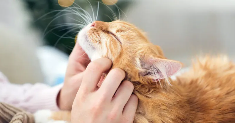 Purring Partner