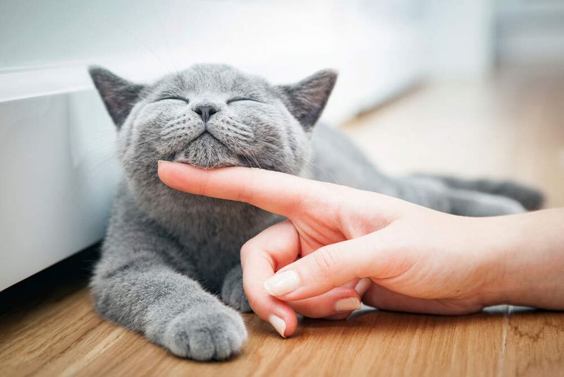 Purring in Cats