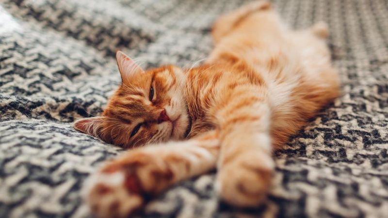 Purring with a Twist