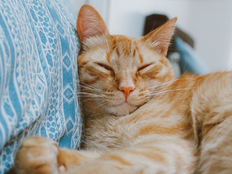 Purring