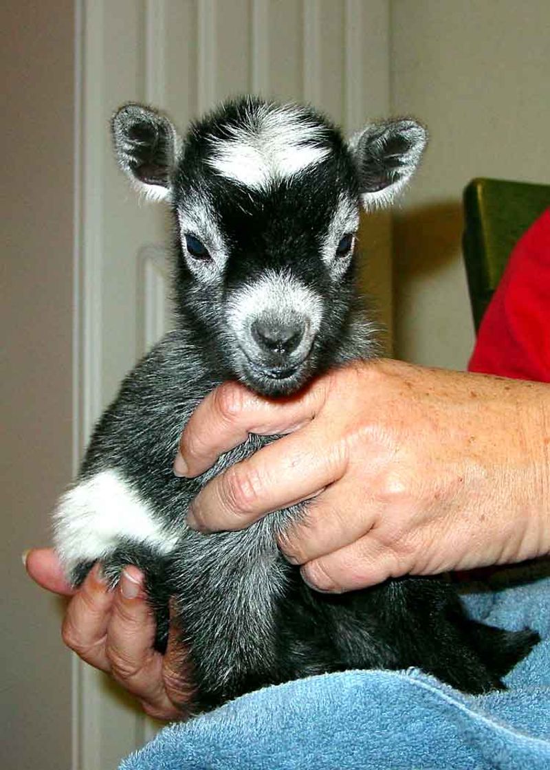 Pygmy Goat