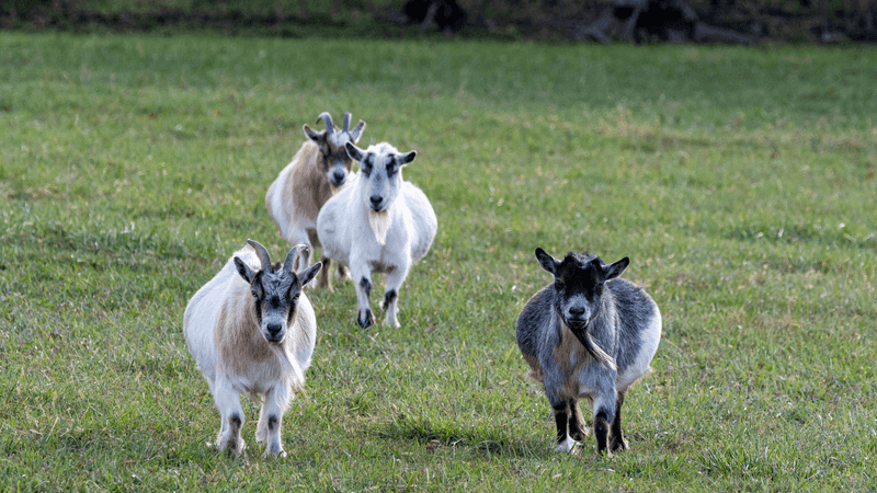 Pygmy Goats