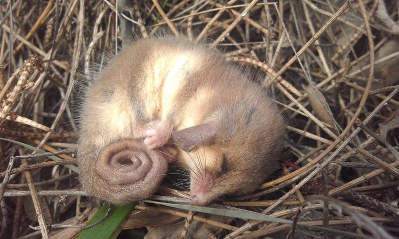 Pygmy Possum
