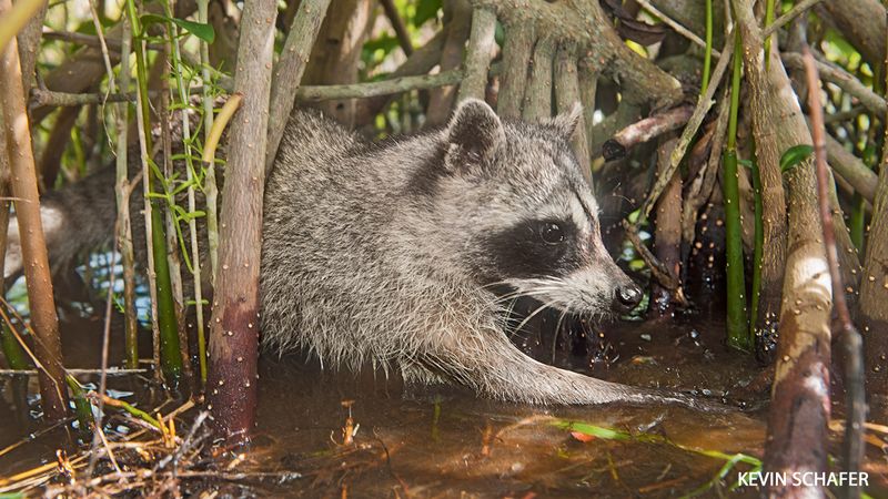Pygmy Raccoon