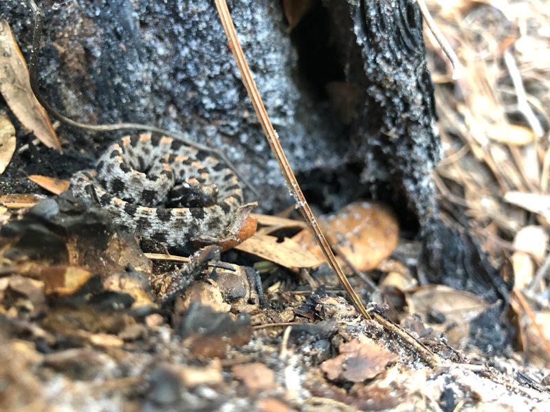 Pygmy Rattlesnake