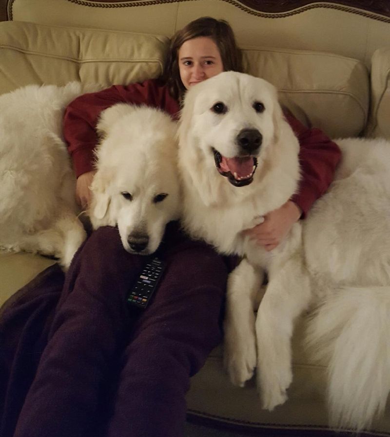Pyrenean Mountain Dog