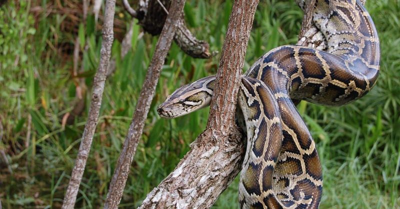 Python