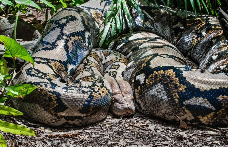 Python